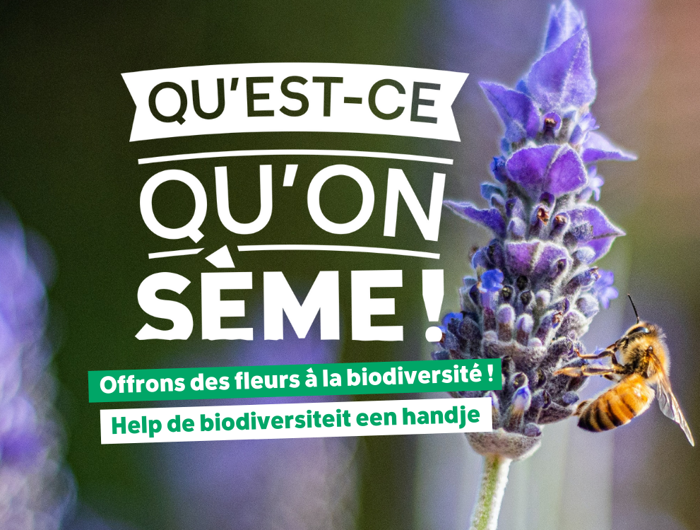 Gros plan sur une abeille butinant une fleur de lavande, visuel de l'opération Qu'est-ce qu'on sème d'Ecolo Ixelles.